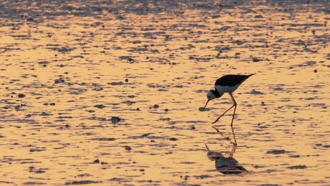 Pied Stilt Looking for Food at Wetland During Sunset, Medium