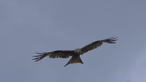 Incredible tracking shot of sliding red kite bird observing the area from the air