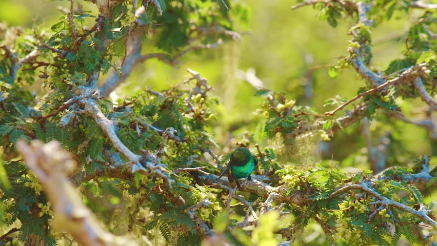A beautiful blue-tailed emerald Hummingbird hovering and drinking nectar with it