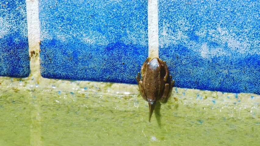 A brown frog hanging by the edge of a swimming pool with blue tiles - Close up