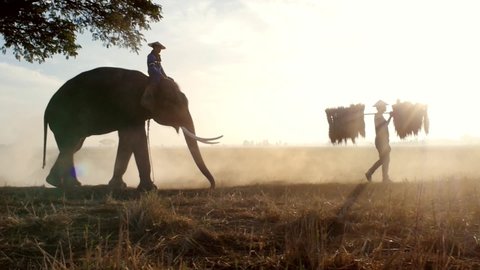 Elephants and farmers spending time together in the northern thai countryside