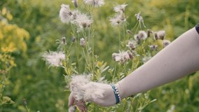 The girl touches dry flowers in the field. Close-up of flowers and hands.