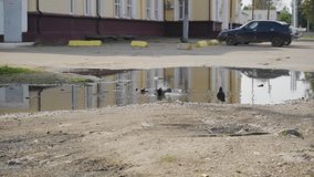 A crow bathes in water in a puddle. Cool slow motion footage