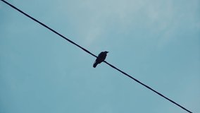 The crow sits on the electrical wire and then flies away. Bird silhouette