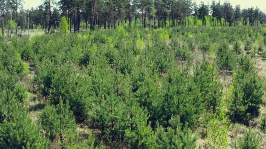 Young pine forest trees new park
