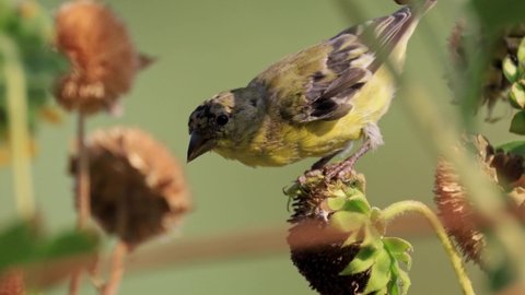 Close up shot of a cute Lesser goldfinch eating on a sunflower at Henderson Bird Viewing Preserve, Nevada