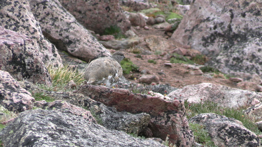 White-tailed Ptarmigan Walking Moving Summer