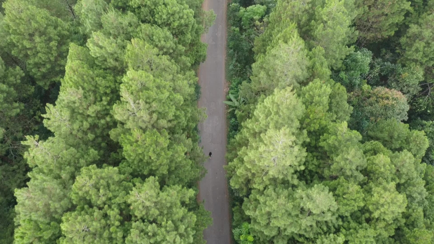 aerial footage of pine forest with asphalt road in the middle