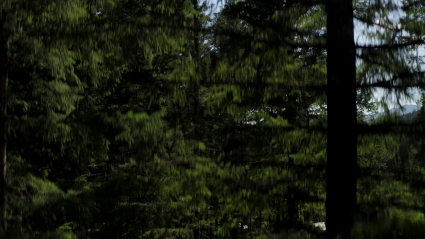 Drone Ascending By The Lush Green Coniferous Trees In The Forest At Cowlitz River With A Scenic View Of Mount Rainier National Park And Bright Sky In Packwood, Washington, USA. - aerial