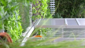 Vertical video of greenhouse with vegetables in 4K Slow motion 60fps