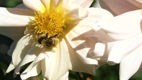 Video wild bee collects nectar and pollinates the flower. The honey bee collects pollen on the flower Bud. Queen bee at work collecting honey. A drone on a flower. Insects in the wild and biology.