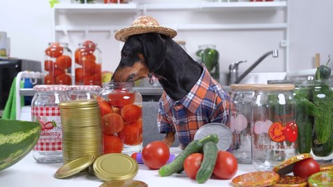 Funny dachshund farmer dog in plaid shirt and straw hat prepares equipment and products for canning vegetables and fruits for the winter at home and drinks water from can of tomatoes