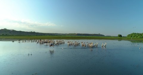 flying next to a flock of a flock of pelicans while some birds a taking off from water