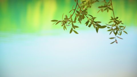 Green leaves of willow tree over the water. Slow motion. Leaves  sways in the wind. Selective focus. Beautiful summer nature background