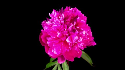 Time Lapse of Beautiful Pink Peony Flower Blooming on Black Background. 4K.
