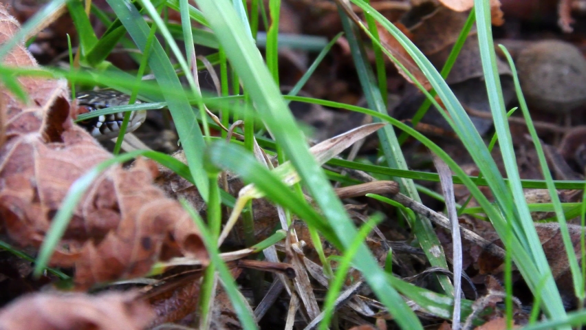 4K macro video of a small snake advancing through the grass. Grass snake, common in Europe. also called ringed snake, latin name: Natrix natrix. the snake moves from left to right