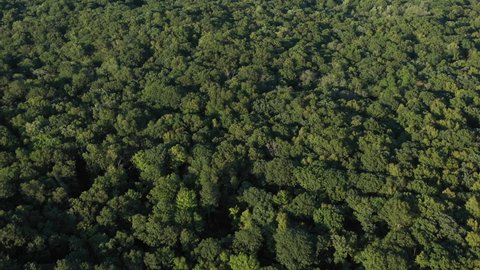 aerial flight looking down over a dense forest in the Northeastern USA in the warm summer