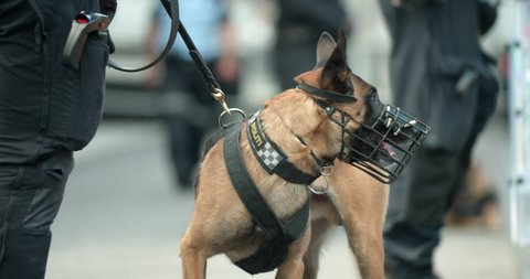 Norwegian police dog with muzzle standing by police officer in riot gear during anti racism protest in Oslo Norway