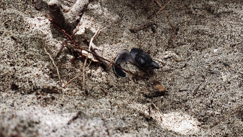 Young Sea Turtle Emergence And Struggling To Come Out On The Beach Sand. - close up shot
