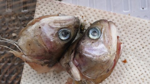 flies walk on severed fish heads, trout heads