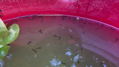 Mosquito larvae in the water 