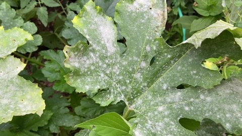 Powdery mildew fungal disease and affect on zucchini squash leaves