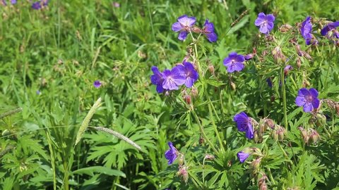 Geranium pratense or meadow geranium. A blue flower grows in a meadow in the middle of green grass.