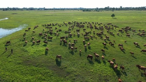 Aerial view of the herd of cows at green meadow near with river. Drone photo of plein air of river and green field with herd of cows. trees in the background. 
