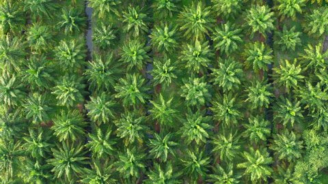 4K drone footage of Palm tree plantation in southern Thailand