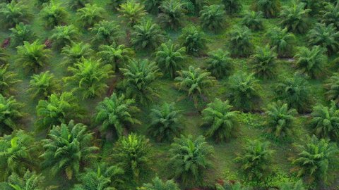 4K drone footage of Palm tree plantation in southern Thailand