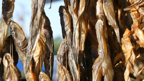 Dried fish Gobiidae hanging and drying on a rope on a street market counter close up view.