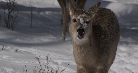 White-tailed Deer Animal Eating Chewing in Winter Snow On Face