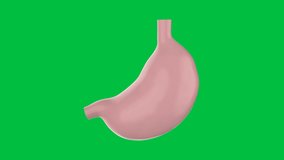 3d rendering stomach isolated on green screen background 4k footage