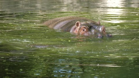 Wonderful view of a big brown hippopotamus swimming, looking around and diving in a green zoo pond on a sunny day in summer. It enjoys its life and looks nice.