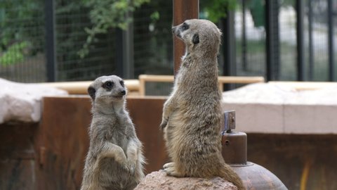 Marvelous view of two grey and brown woodchucks standing together and looking in different sides in an open zoo on a sunny day in summer. They look cheerily and fine.