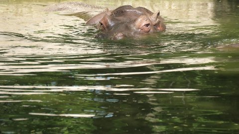 Joyful view of a big brown hippopotamus swimming, looking around and diving in a green zoo lake on a sunny day in summer. It enjoys its life and feels good.