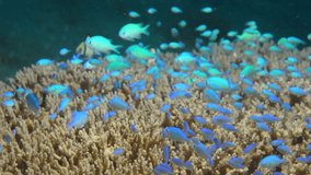 Many of funny small blue fishes are hiding in the coral holes when one of them feel something wrong. It was caught by professional underwater macro video camera
