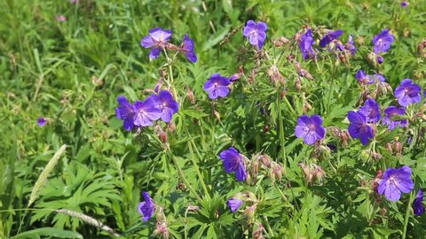 Geranium pratense or meadow geranium. A blue flower grows in a meadow. Flowers sway in the wind.