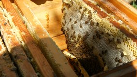 The man hands of the beekeeper take out a frame with honeycombs with future honey and bees from the hive. Honey production.