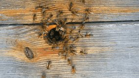 Bees fly out and fly into the round entrance of a wooden vintage beehive in an apiary close up view.