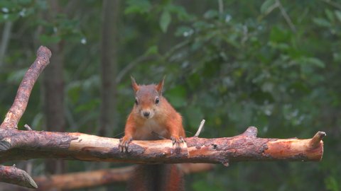 red squirrel jump into old tree trunk turn move forward slow motion