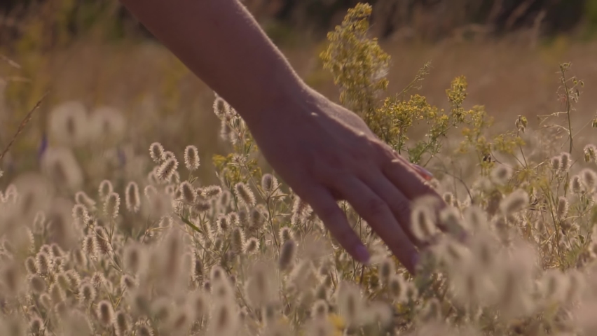 Woman Hands Touching Flowers.Hand Touches Grass In Wheat Field.Beautiful Woman In Love On Meadow.Sun Through Hands.Girl Relax On Morning.Girl Enjoying Grass At Sunrise.Woman Walking On  Nature Field. Royalty-Free Stock Footage #1058561590