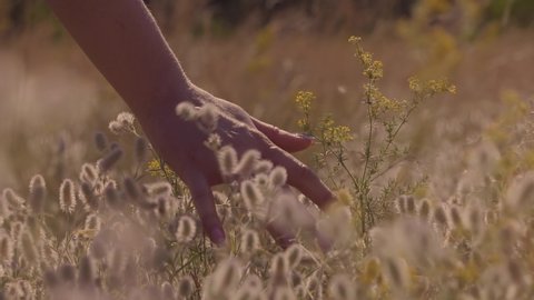 Woman Hands Touching Flowers.Hand Touches Grass In Wheat Field.Beautiful Woman In Love On Meadow.Sun Through Hands.Girl Relax On Morning.Girl Enjoying Grass At Sunrise.Woman Walking On  Nature Field.