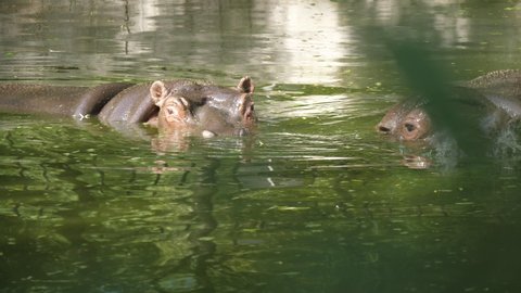 Lovely view of a copuple of big brown hippopotamuses swimming, looking around and diving in a green zoo pond on a sunny day in summer. They feel good.