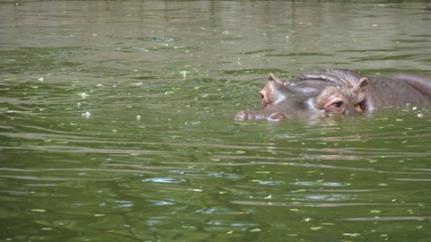 Gorgeous view of a huge brown hippopotamus swimming, looking around and diving in a green zoo lake on a sunny day in summer. It enjoys its life and looks fine.