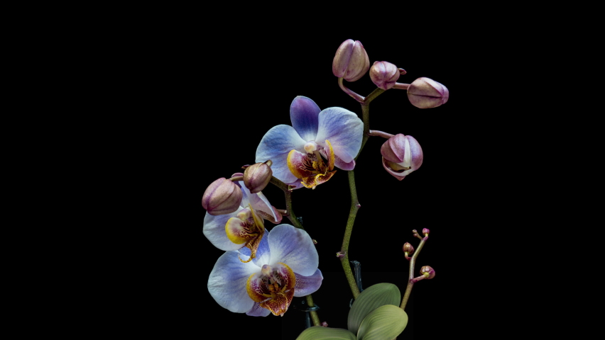 Beautiful blue unusual Orchid flowers blooming on black background, close-up. 4K Timelapse. Royalty-Free Stock Footage #1058563294