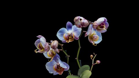 Beautiful blue unusual Orchid flowers blooming on black background, close-up. 4K Timelapse.