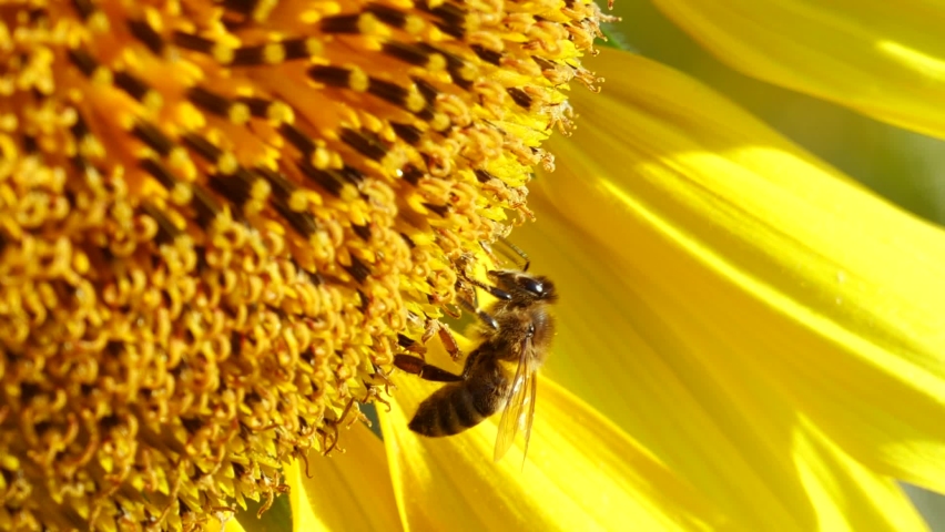 Honey bee covered with pollen collecting nectar yellow sunflower, close up view. Macro footage of bee pollinating flower in summer. Royalty-Free Stock Footage #1058564293