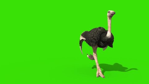 Ostrich Runs Green Screen Front 3D Rendering Animation