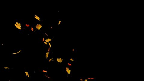 Confetti Falling Autumn Maple Leaves .3D rendering.This clip is explosion confetti maple leaves with alpha channel you can place on footage or background and easy to change color.